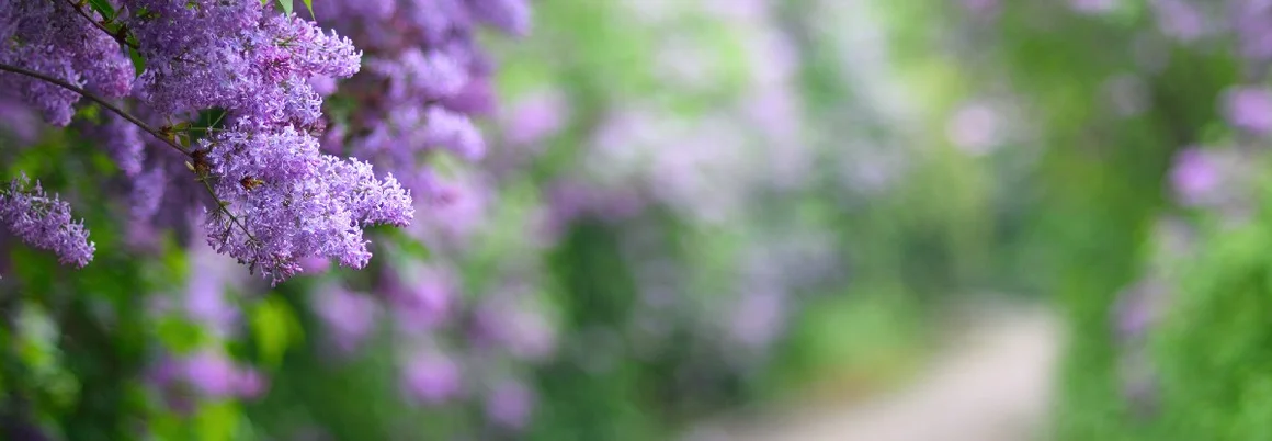 Lila Fliederbüsche säumen einen Weg